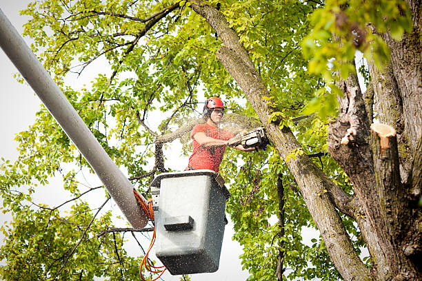 Reliable Oakwood, OH Tree Services Solutions